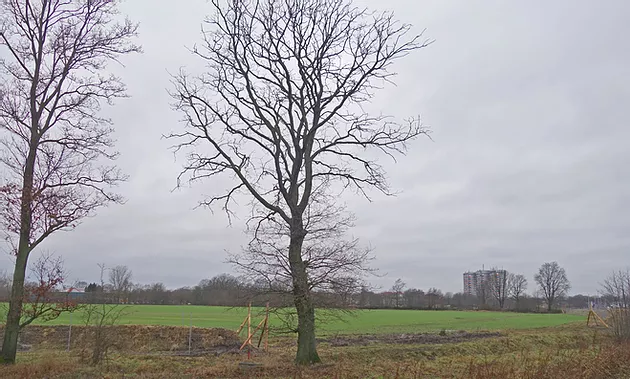 Wildblumenwiese und Gewerbegebiet