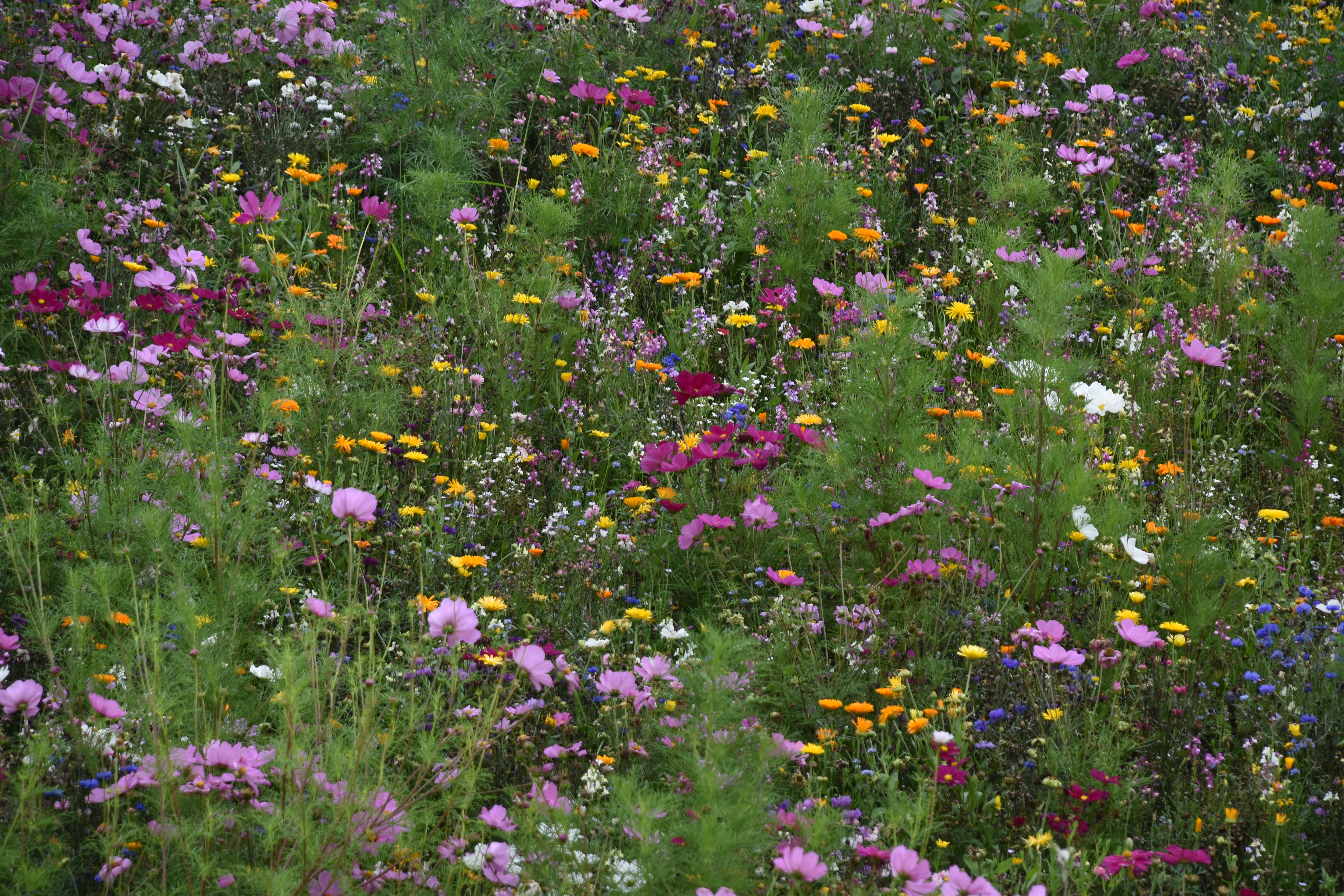 Pro-Kaki ist Blühpate!