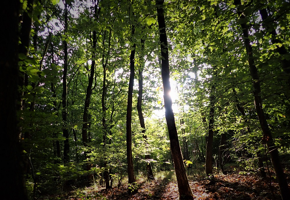 Pressemitteilung zum Ausgang des Bürgerentscheides zur Motocross-Anlage